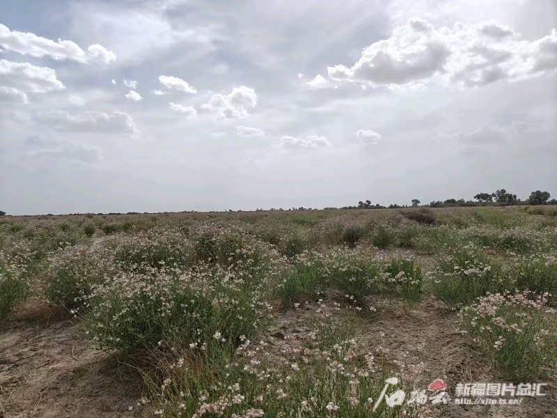 新疆人大用法治力量推動生態(tài)文明建設